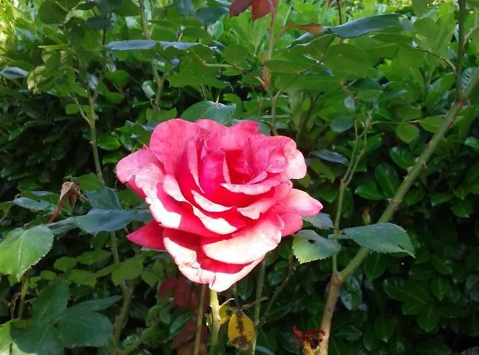 Casa de Férias Porretta *